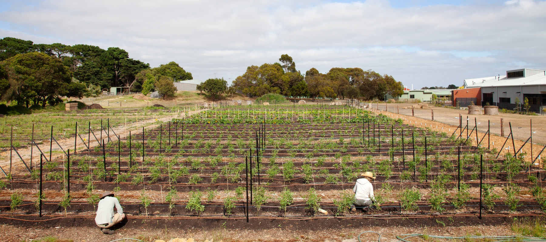 A farm built within a school