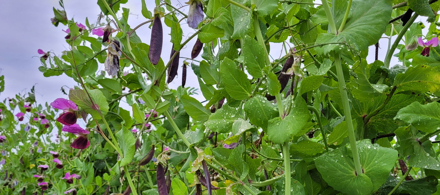 Feeding plants from the top down