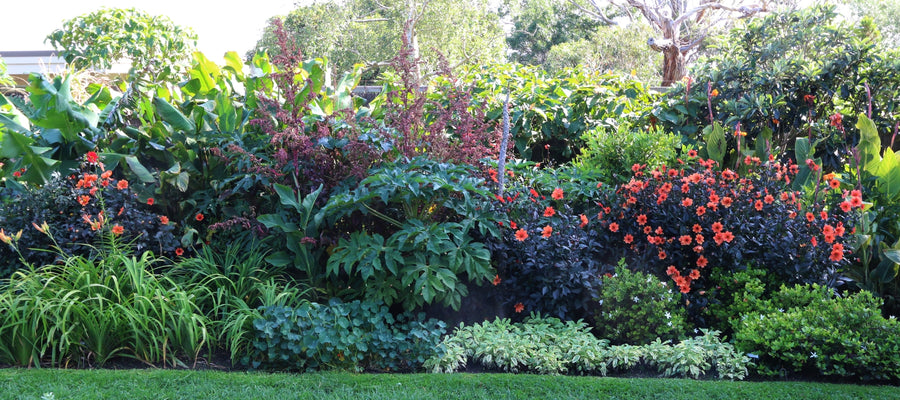 How to create your own food forest