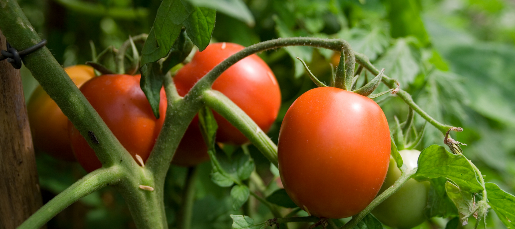 Common tomato growing problems and how to fix them