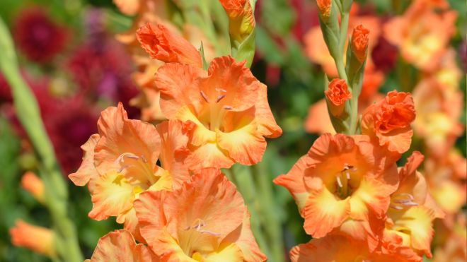 How to plant gladiolus corms
