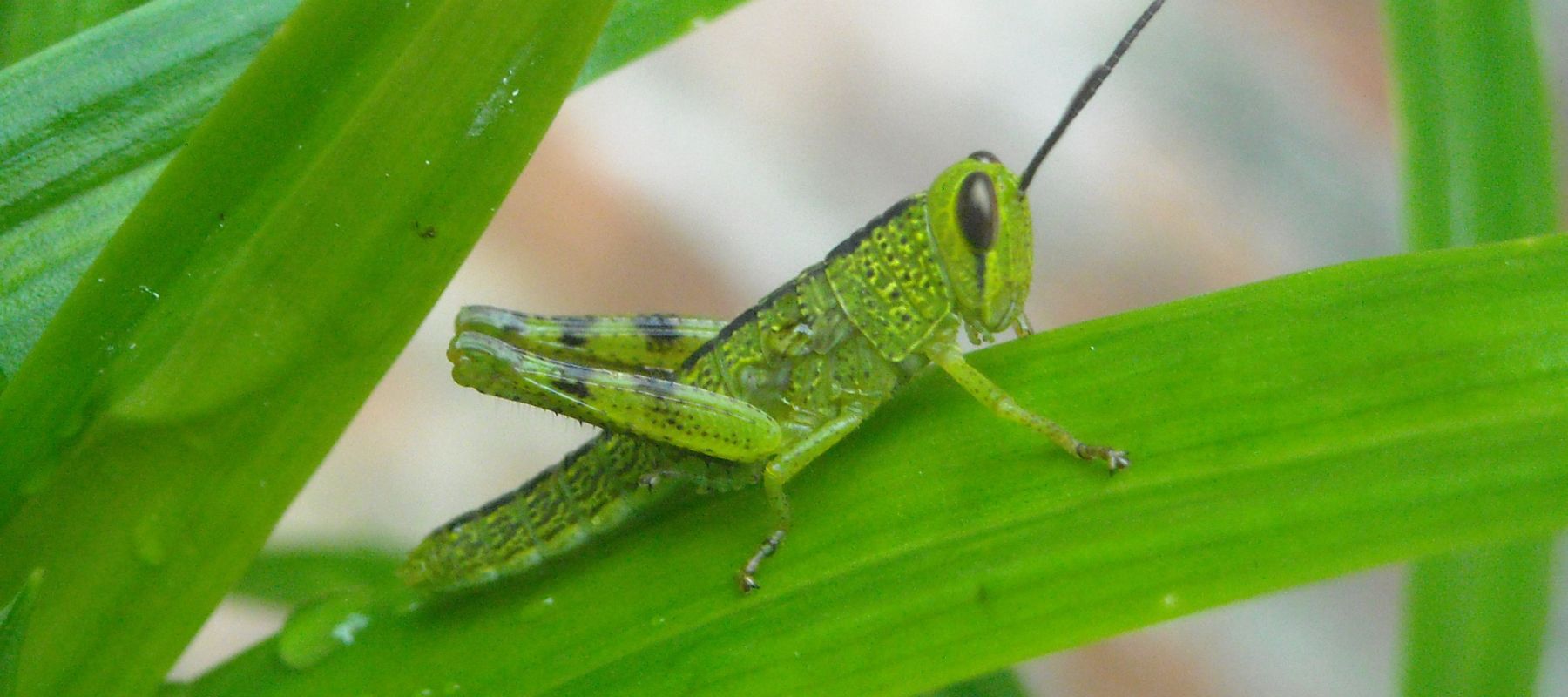 Grasshoppers in the garden