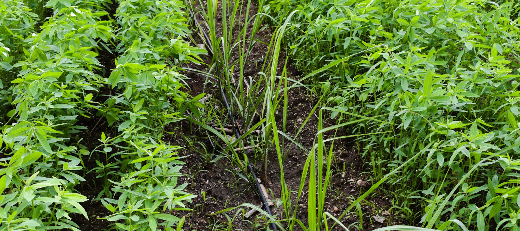 Cover crops and green manures in home gardens