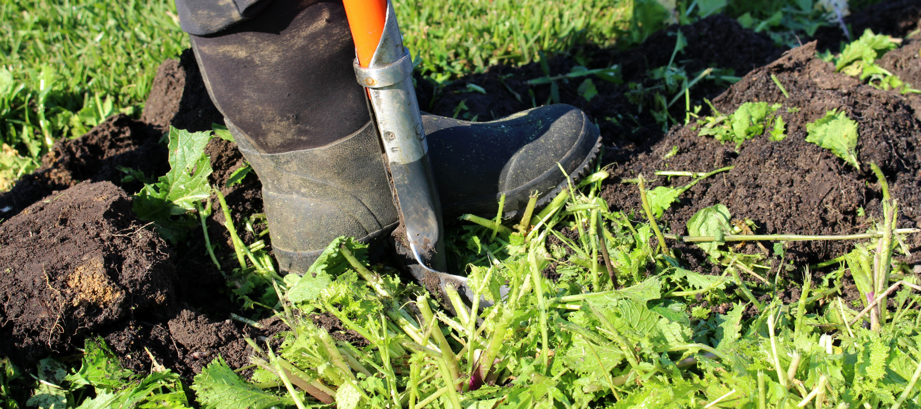 Green manure crop