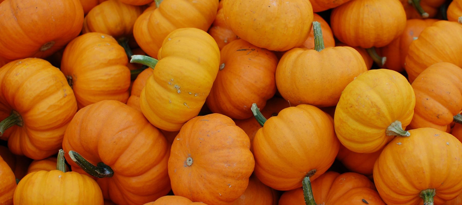Plant your pumpkins by Halloween