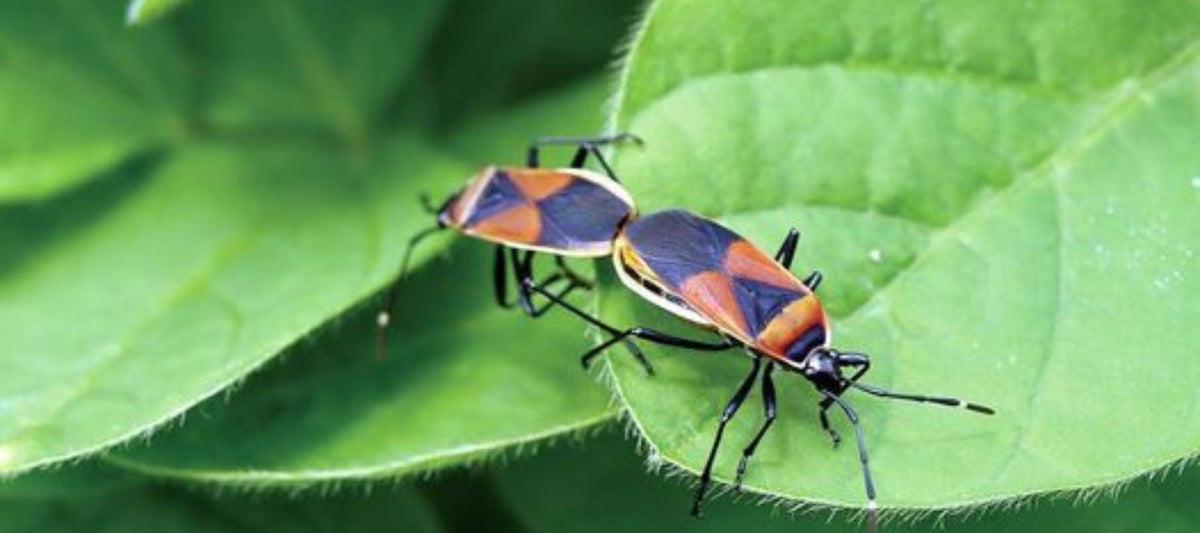 Harlequin bugs