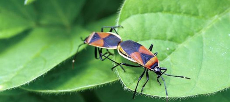 Harlequin bugs