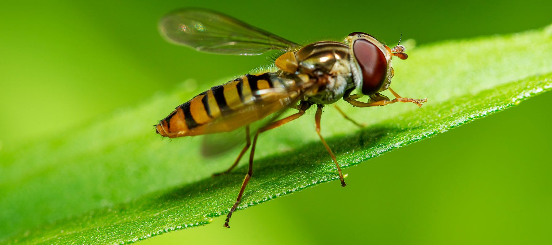 Hoverfly Insect Predation Unlocking the Wonders of Hoverflies: Nature's Dual Heroes in Your Gard ...