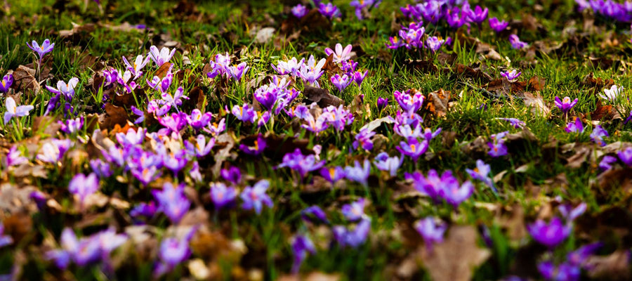 How to Grow and Harvest Saffron Crocus at Home