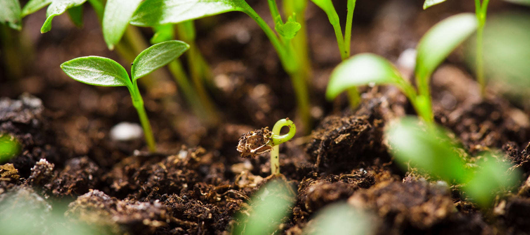 How to Make the Best-Ever Seed Raising Mix