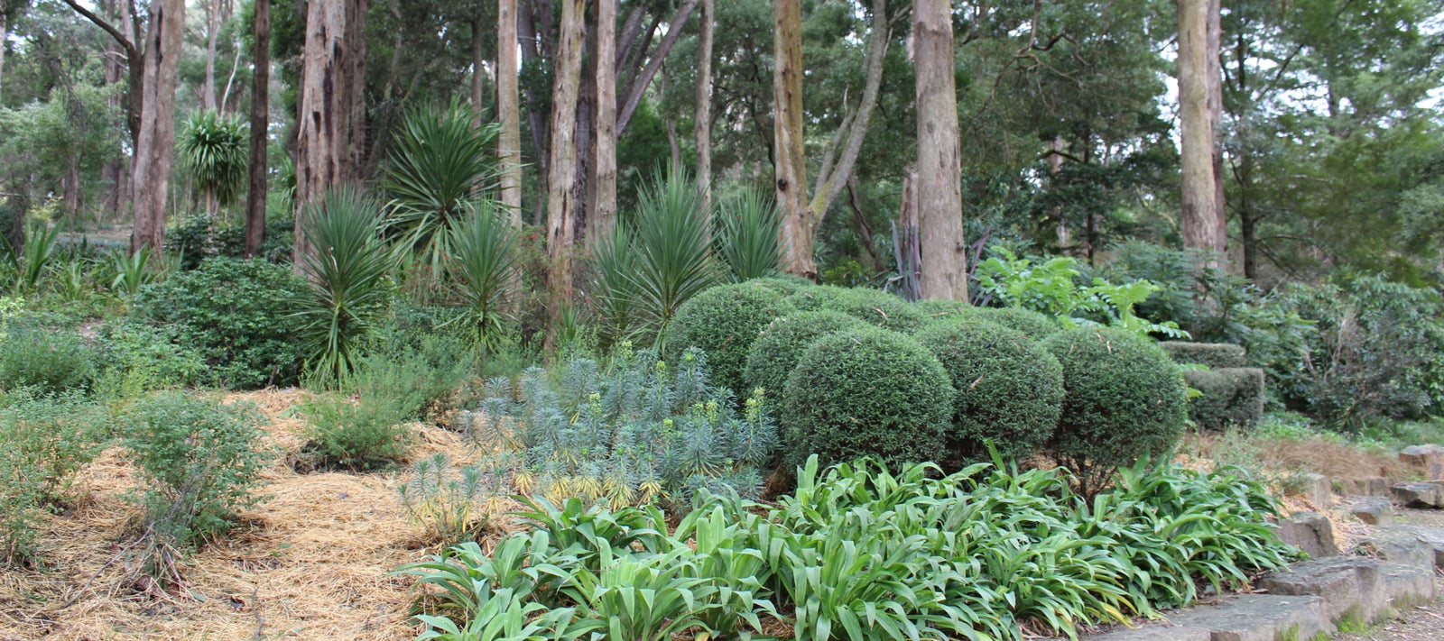 Garden guide: June - Cool Region