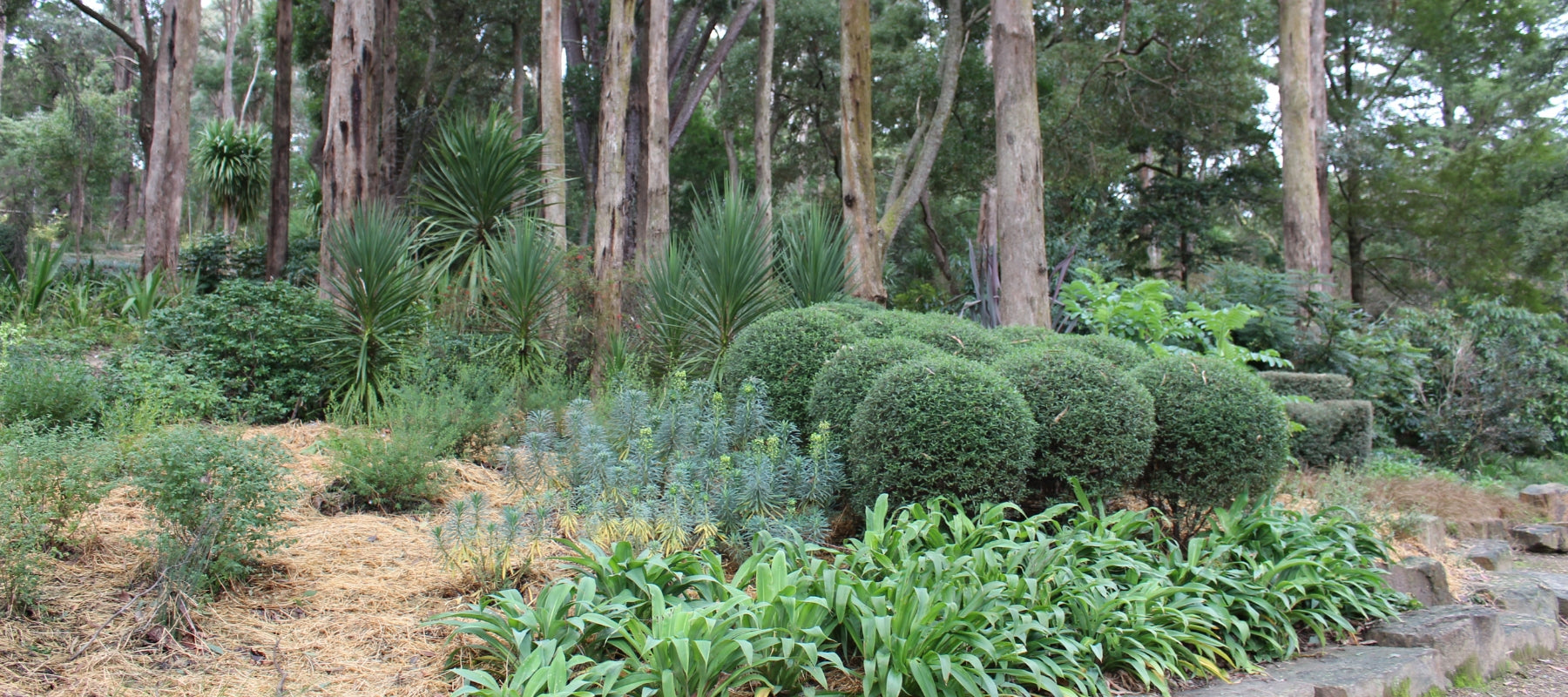 Garden guide: June - Subtropical Region