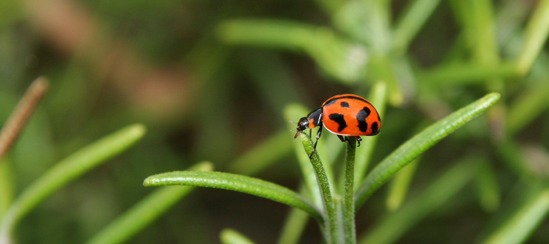 Ladybirds