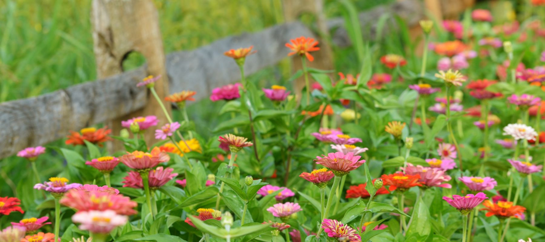 Landscaping with zinnias