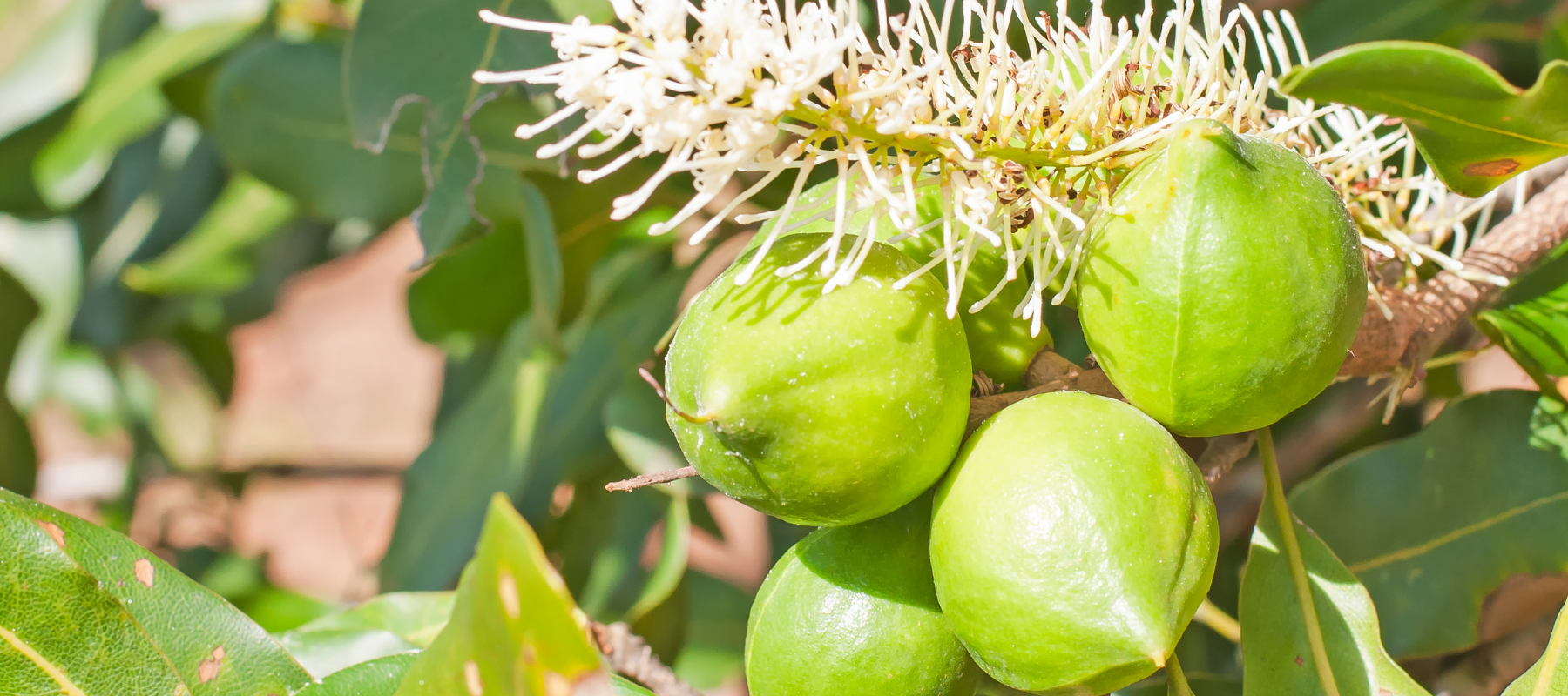 How to Grow Macadamias