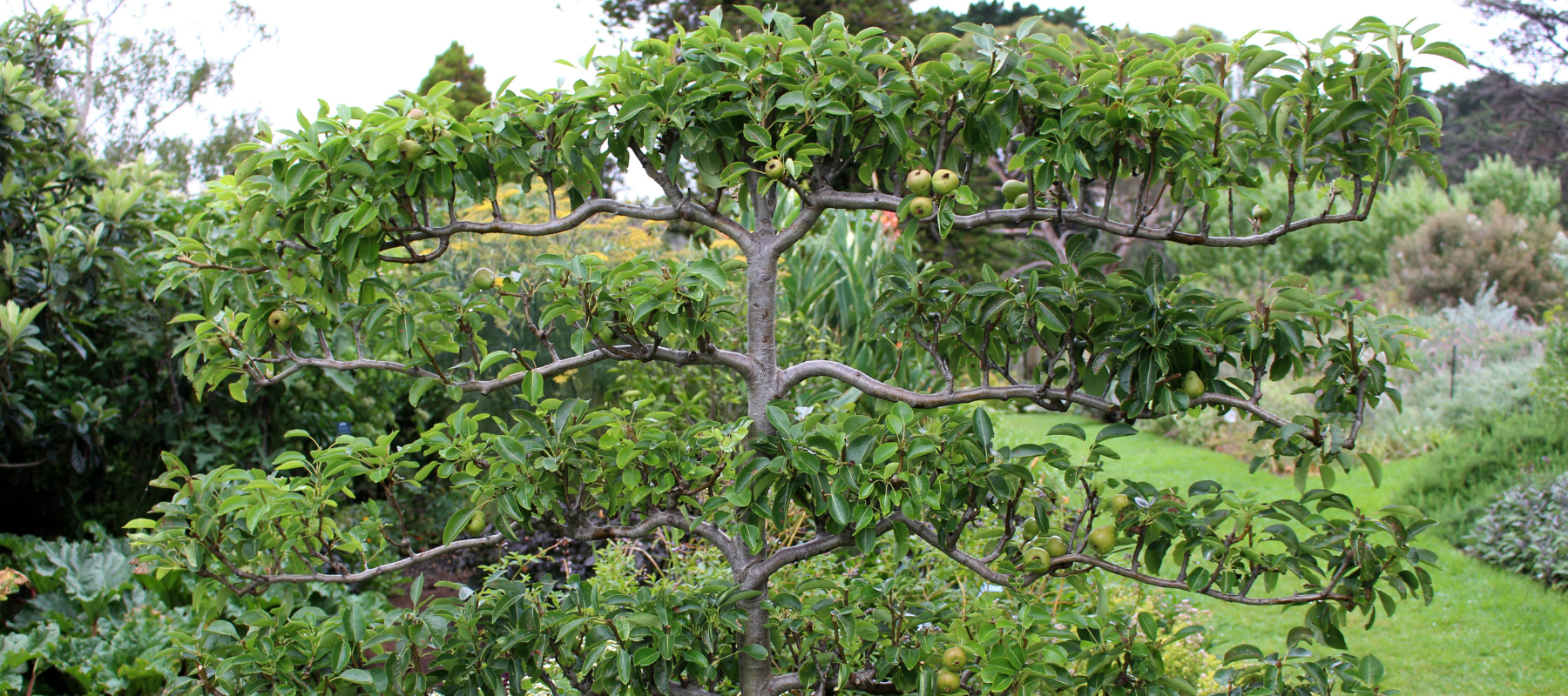 Espalier tree