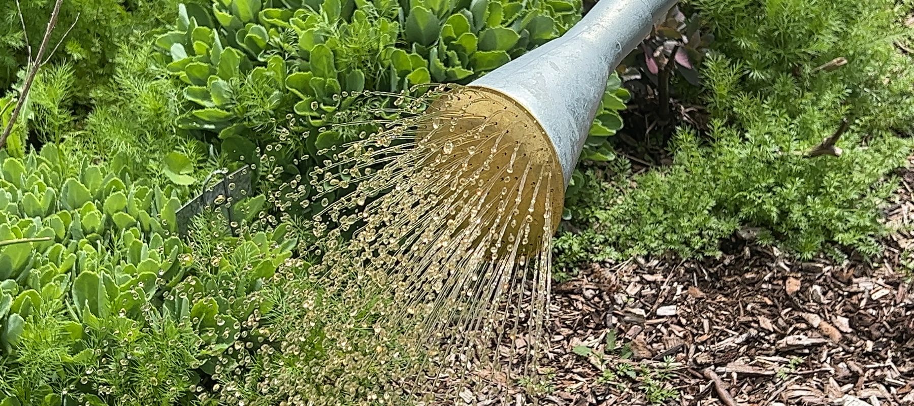 How to make manure tea