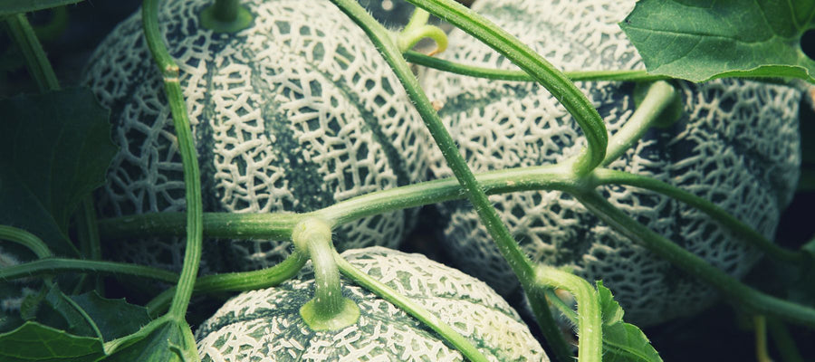 Discover the beauty and flavour of heirloom melons