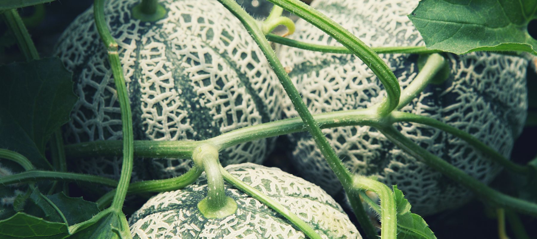 Discover the beauty and flavour of heirloom melons
