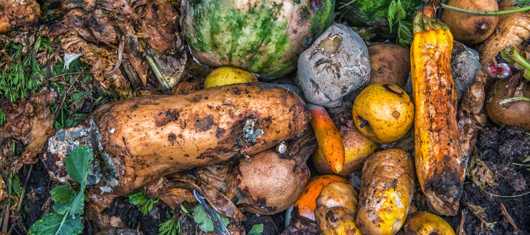 Mouldy compost