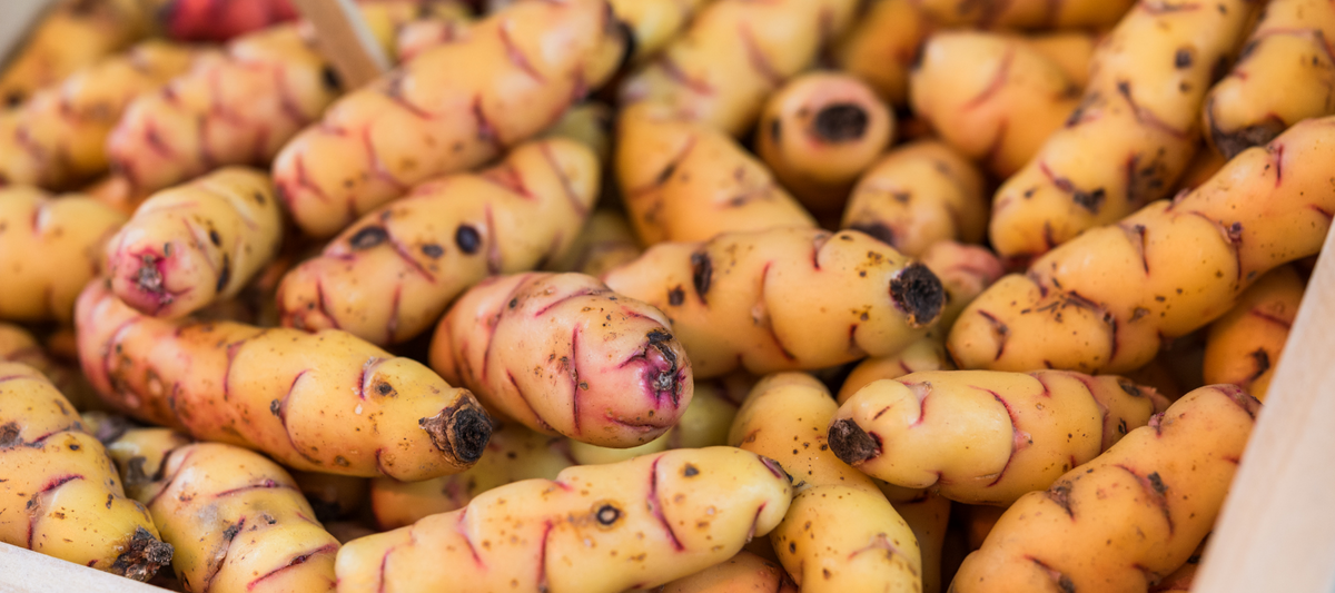OCA (New Zealand Yam)