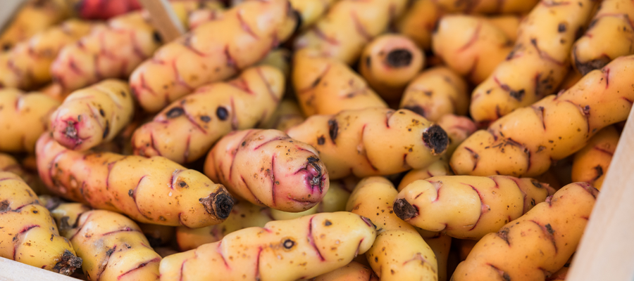 OCA (New Zealand Yam)