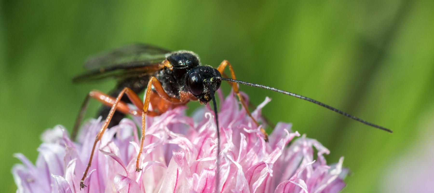 Parasitic wasp