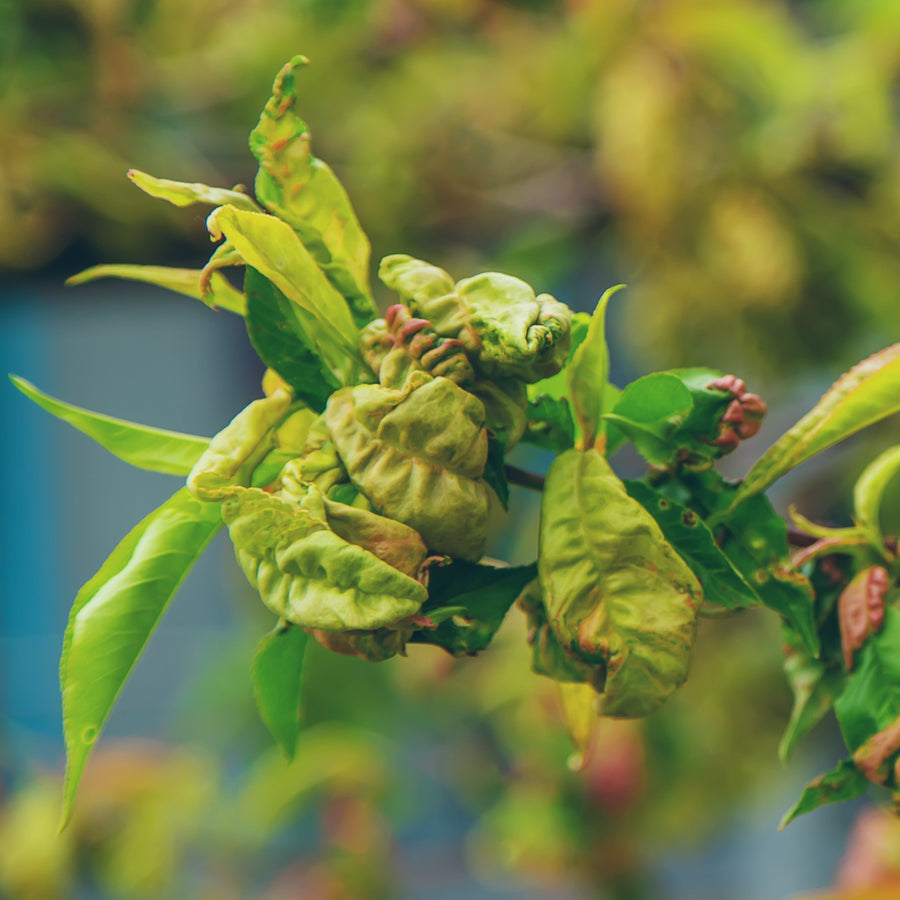 What is Peach Leaf Curl?