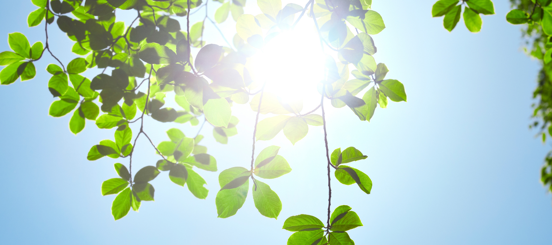 Sunlight and Plants