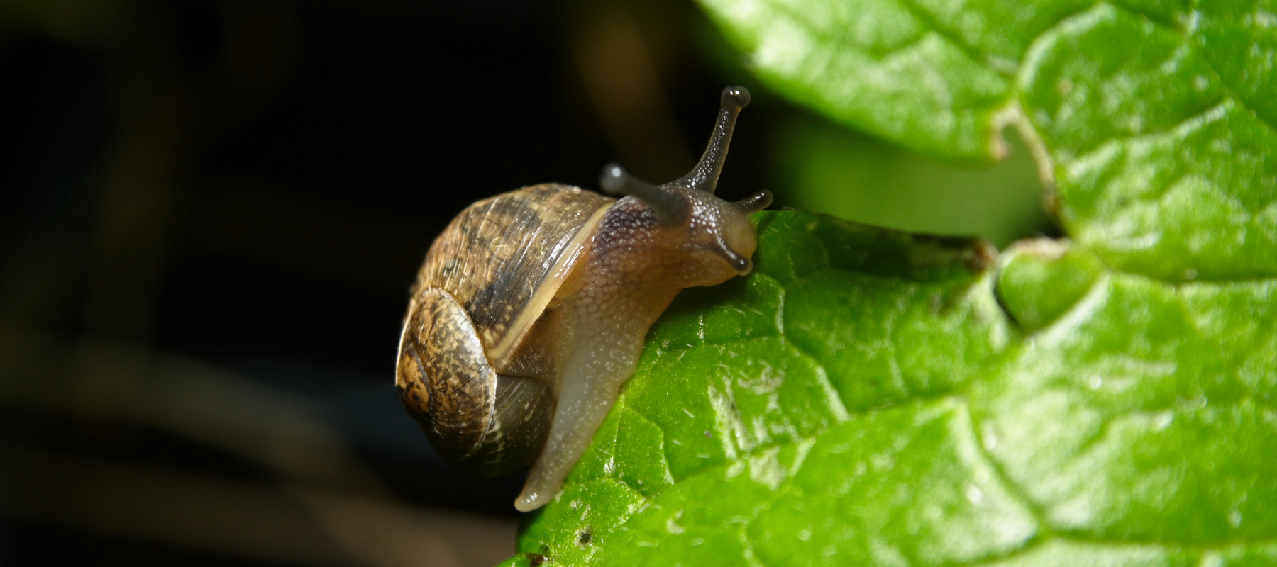 Pest Control