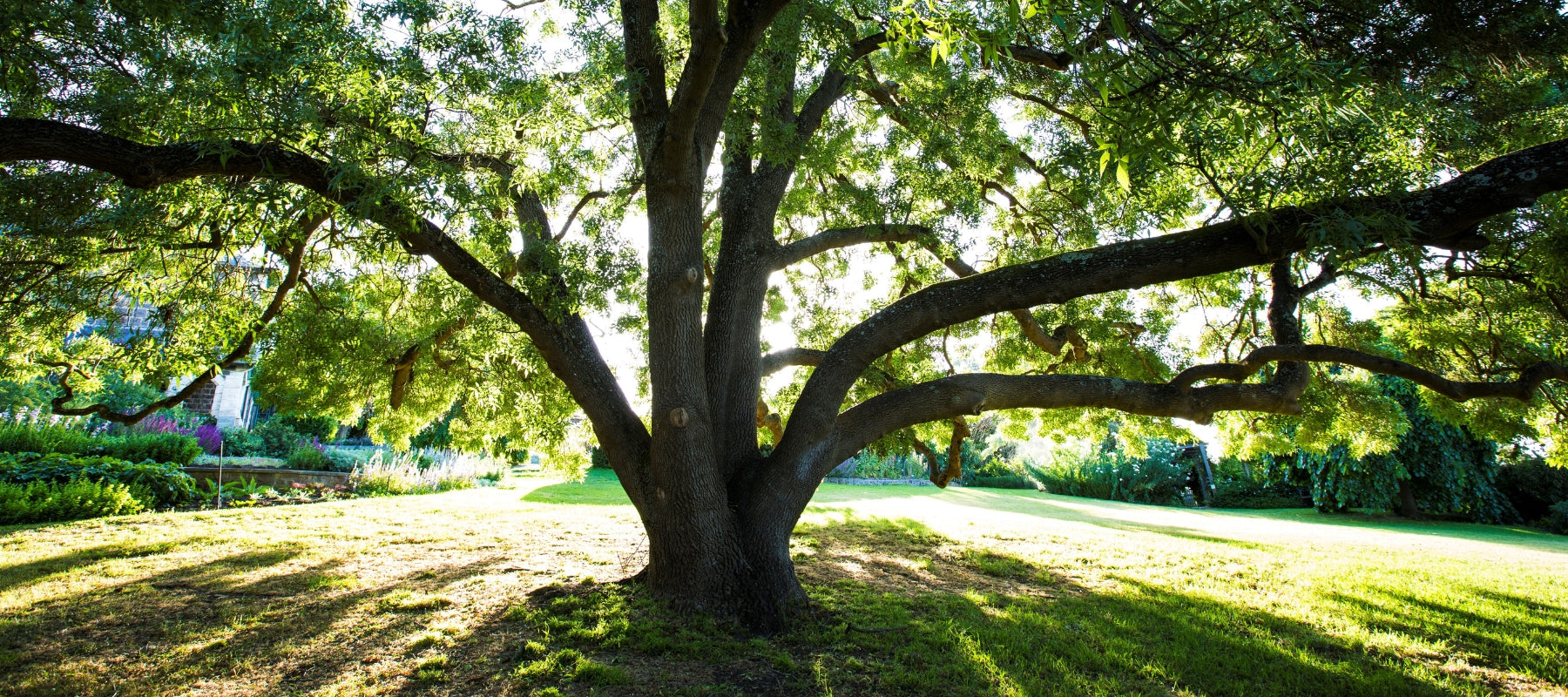 Plant shade trees to naturally cool your garden and home