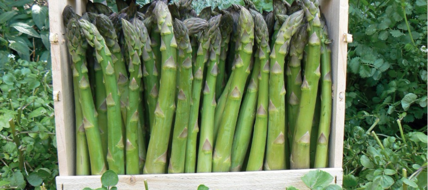 How to Grow Asparagus