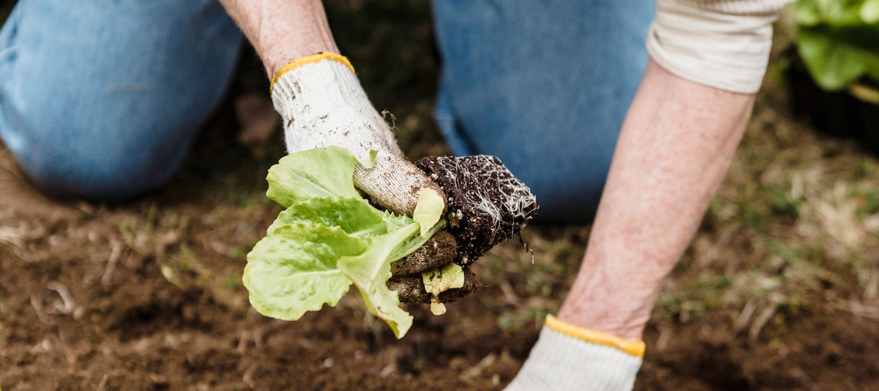 Step by step guide to transplanting seedlings