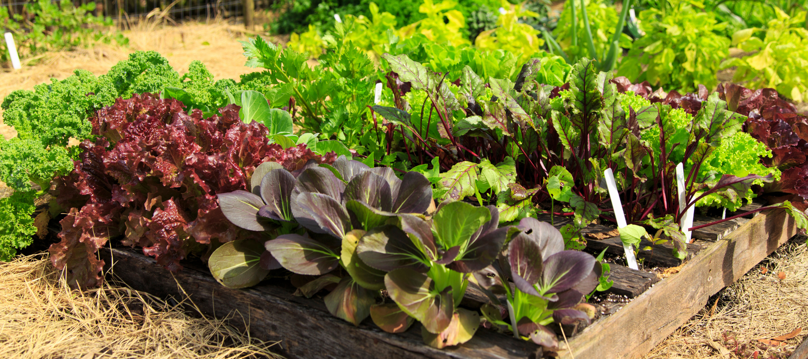 Planting winter vegies
