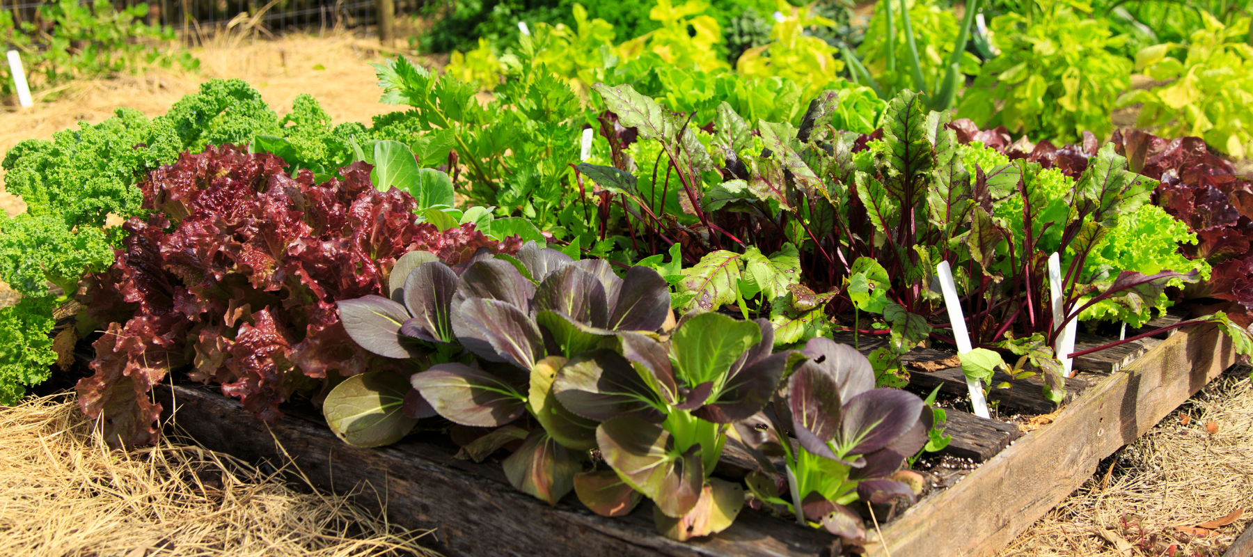 Planting winter vegies