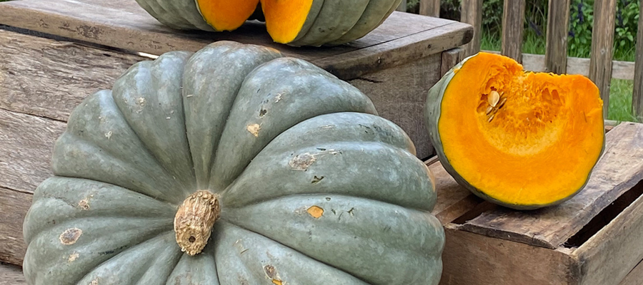Pumpkin 'Jarrahdale'