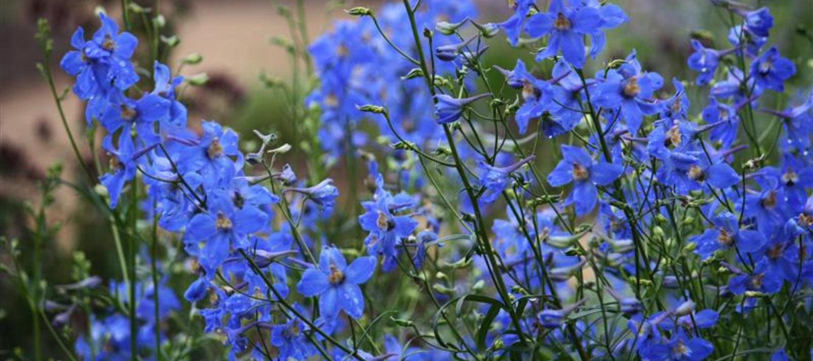 Summer Garden 2026 Magazine