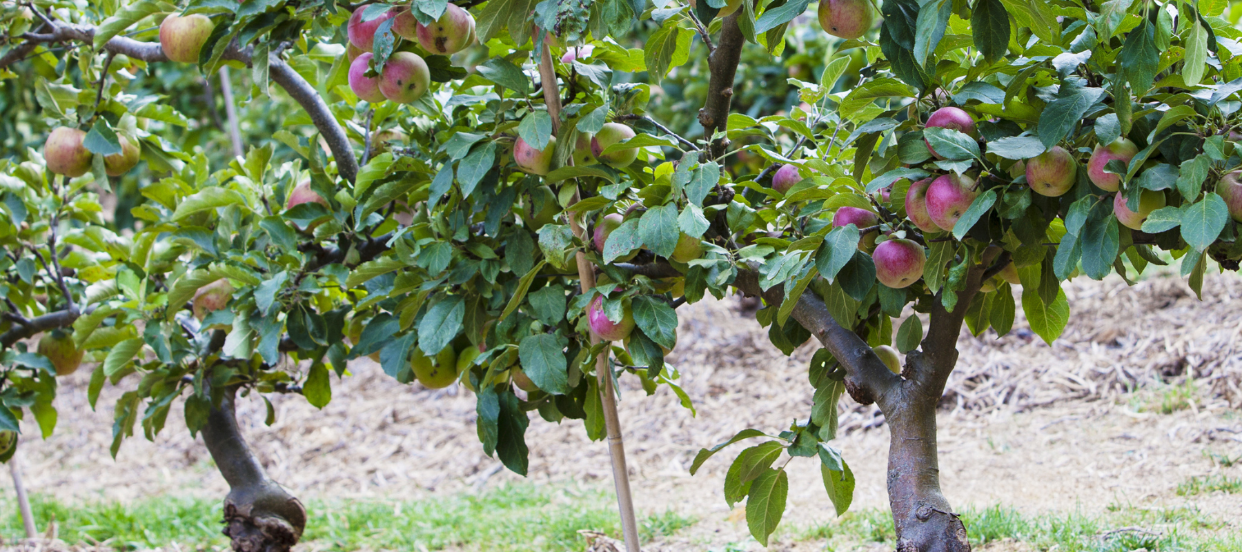 Fruit espalier trees