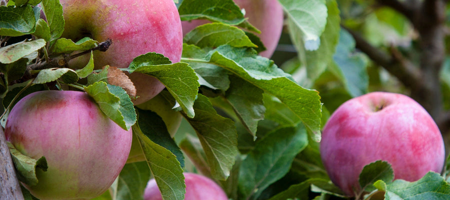 Autumn Edible Garden 2023 Magazine