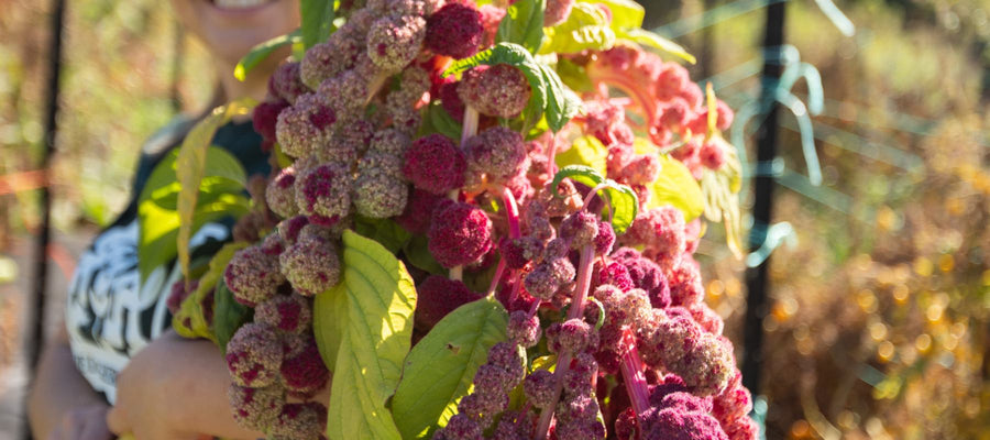 Heirloom Seed Annual 2024/25 Magazine