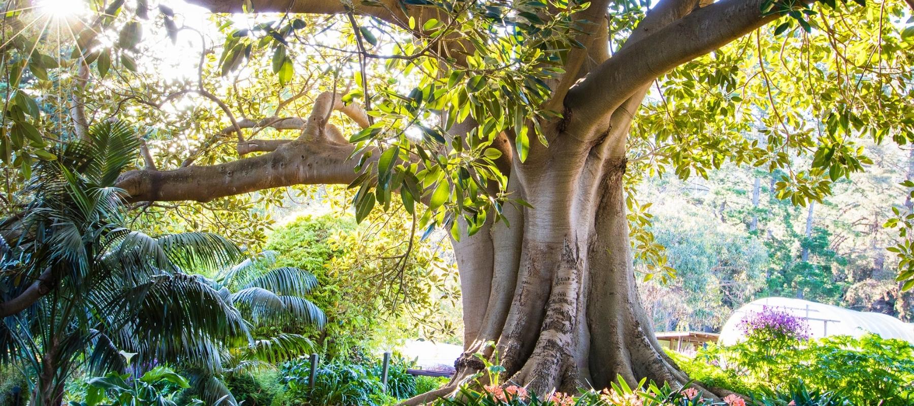 Heronswood’s Moreton Bay Fig