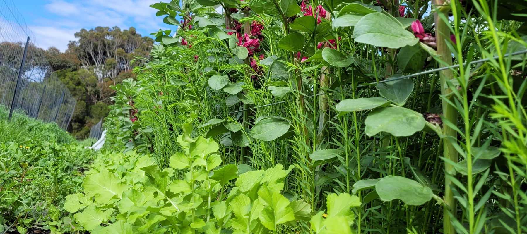 Cover crops in the home garden