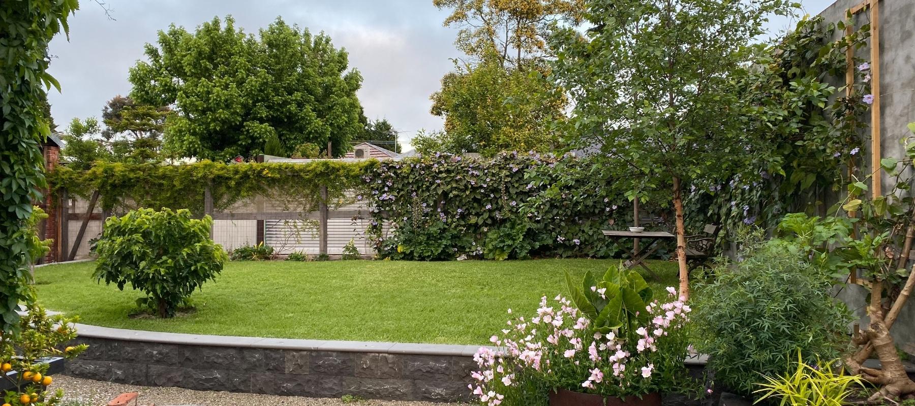 Choosing shady trees for suburban backyards The Diggers Club