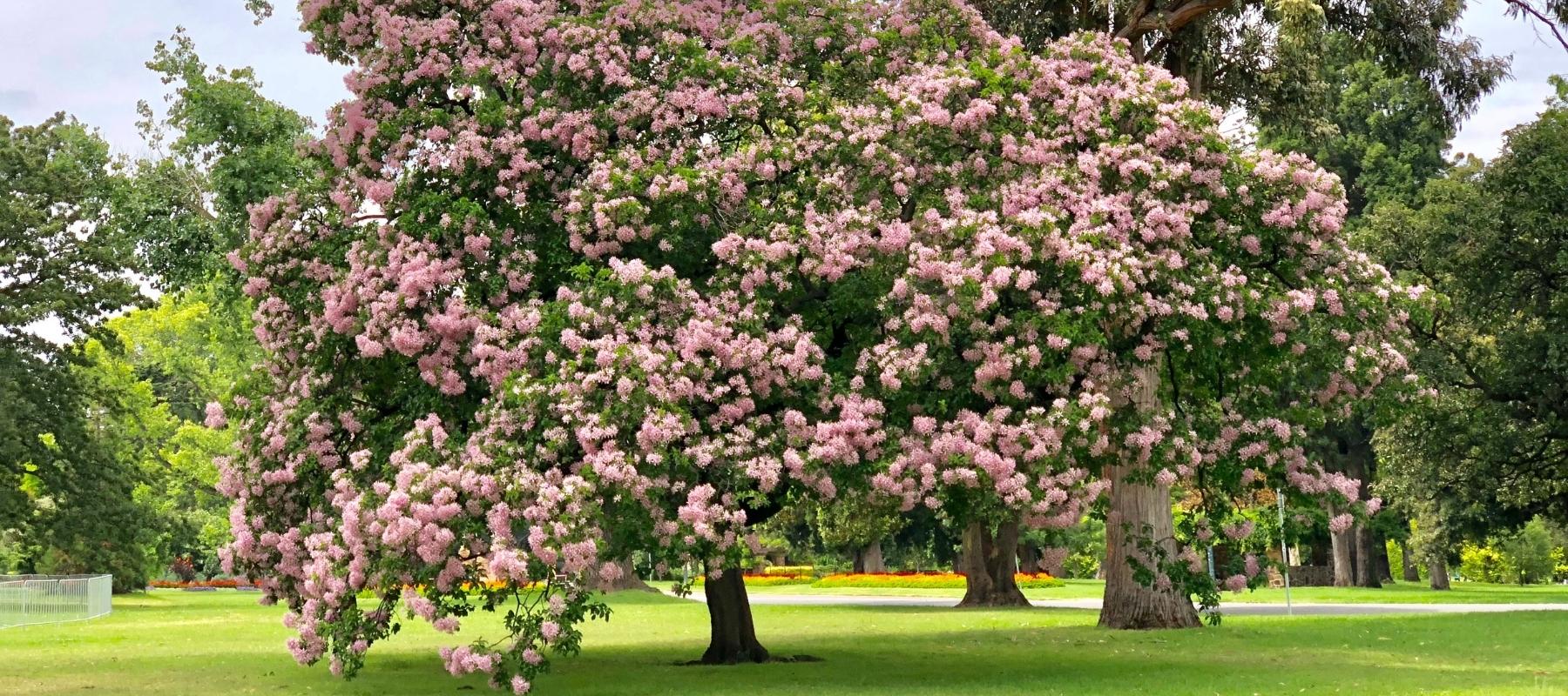We speak for the trees