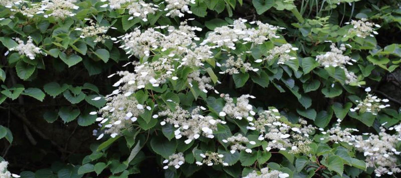 Spring Garden 2025 Magazine