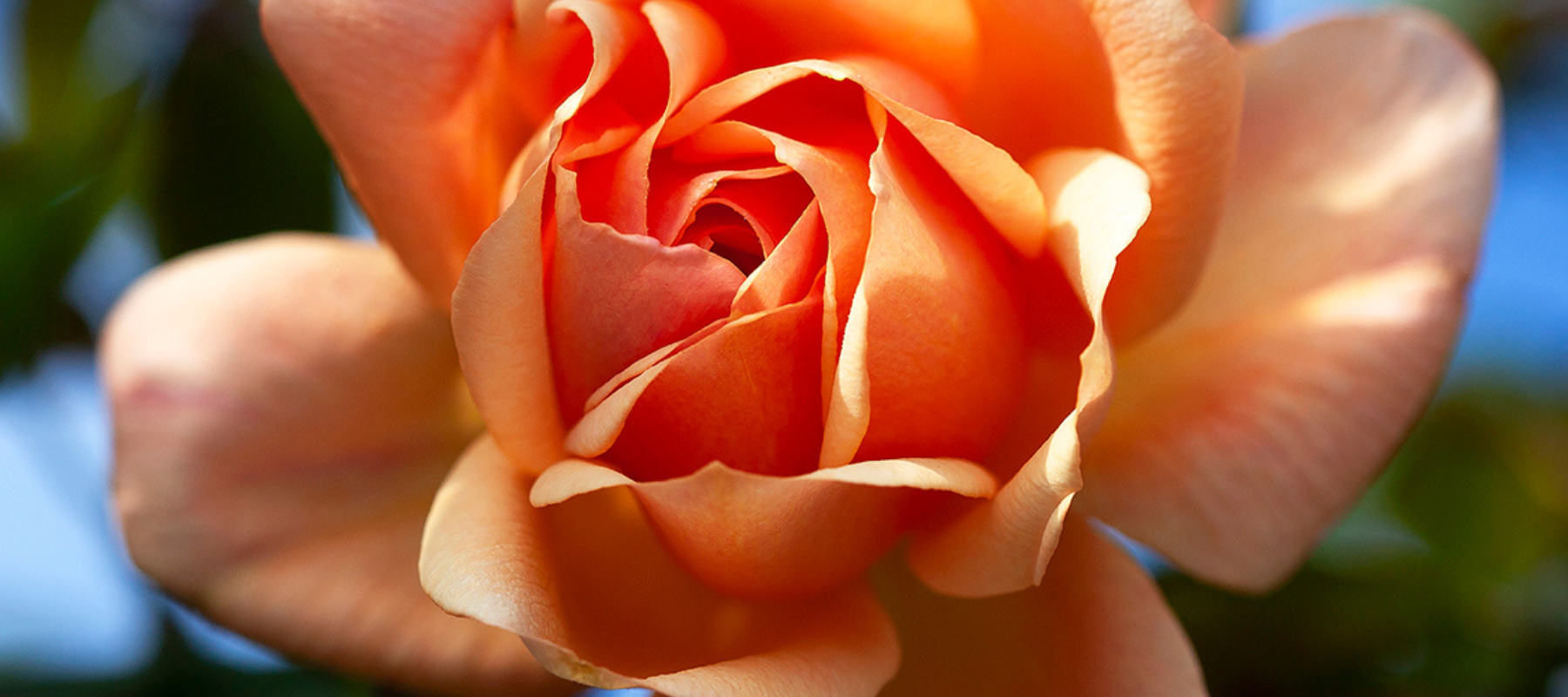 Planting Roses - Your questions answered