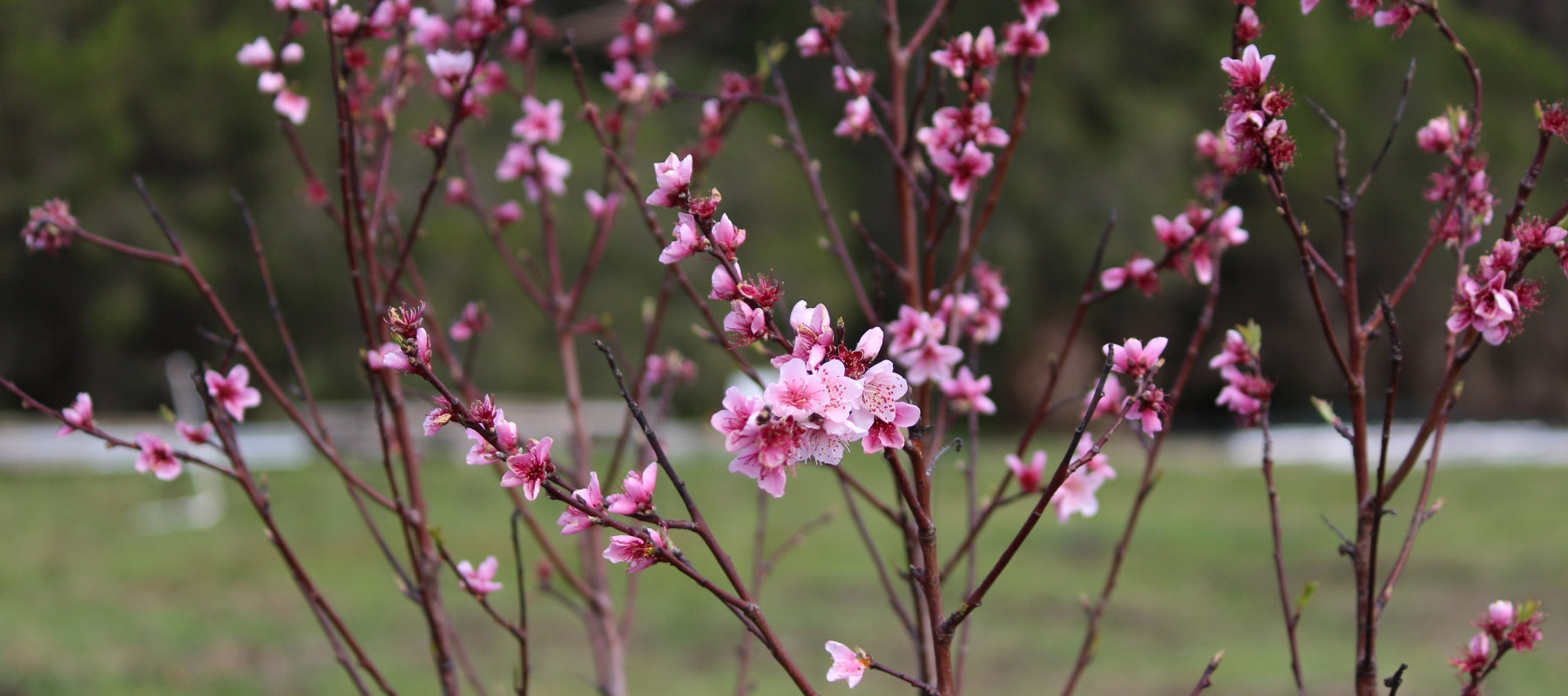 Garden guide: September - Subtropical Region