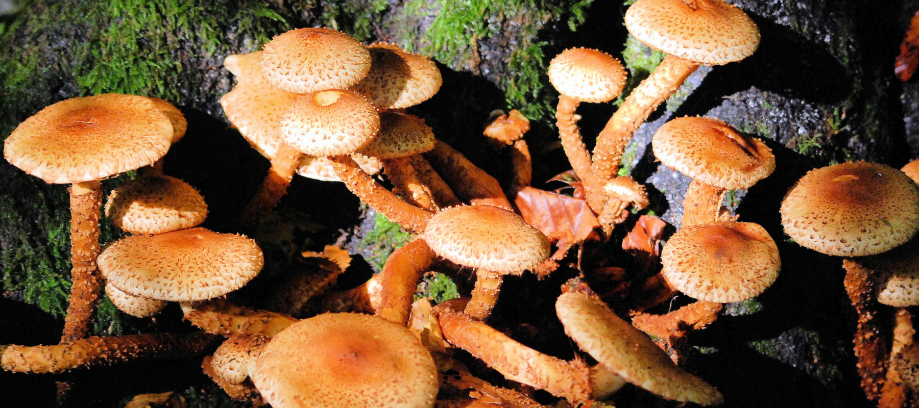 Fungi and soil creation