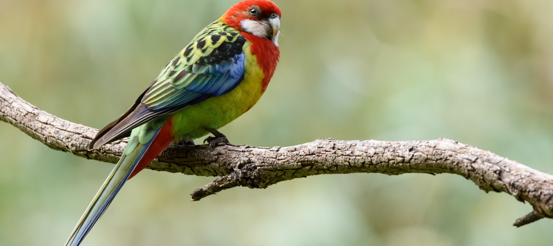 Australia, where bird song began