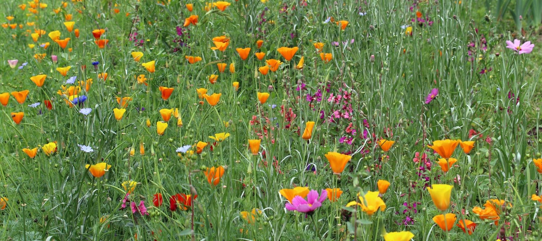 Wildflowers